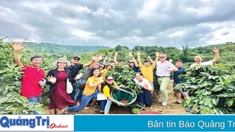 Vinh danh cà phê Arabica Khe Sanh