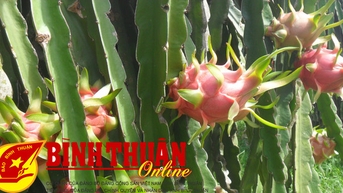 Không phát triển diện tích trồng thanh long