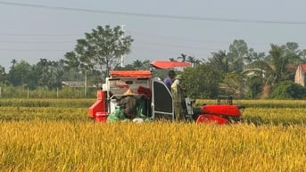 Gia Lộc duy trì trên 3.500 ha lúa đến năm 2030