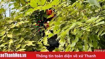 Một số đèn tín hiệu giao thông trên địa bàn TP Thanh Hóa bị che khuất tầm nhìn