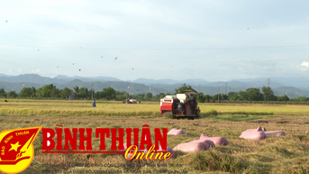 ស្រូវ​រដូវ​រងា​ដែល​ប្រមូល​ផល​ពេល​ក្រោយ​ផ្តល់​ទិន្នផល​កើនឡើង