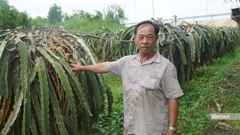 Bình Thuận: Người dân trồng thanh long mong chờ kinh phí hỗ trợ