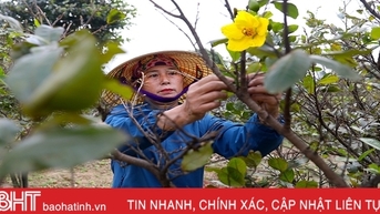 Làng mai vàng ở Hà Tĩnh vào vụ tết, đắt nhất 30 triệu đồng/cây