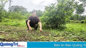 Thu nhập khá từ mô hình cải tạo vườn tạp