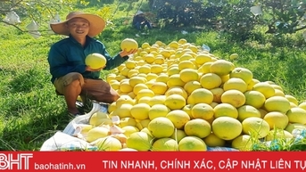 Đặc sản bưởi Phúc Trạch xuống phố