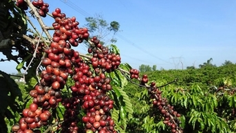 Lo ngại triển vọng nguồn cung Robusta từ Việt Nam, giá cà phê xuất khẩu sẽ tăng trở lại
