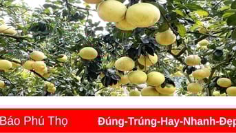 Mùa vàng đất Bưởi