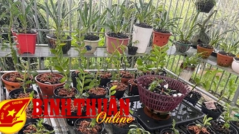 Tất bật vụ hoa xuân