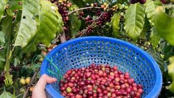 Giá cà phê Robusta tăng 2,74%