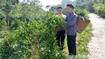 2030年まで約8,000ヘクタールの茶園面積を維持