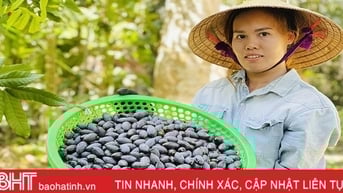 Về “thủ phủ” trám đen ở Hà Tĩnh