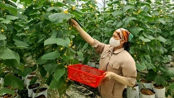 Hải Dương có 3 xã nông thôn mới kiểu mẫu đầu tiên về sản xuất
