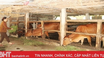 Người dân miền núi Vũ Quang lo giữ ấm cho đàn vật nuôi