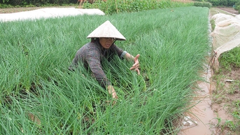 នាយក​រដ្ឋមន្ត្រី​បញ្ជា​ឲ្យ​ជំរុញ​ផលិតកម្ម​កសិកម្ម​ងើប​ឡើង​វិញ​ក្រោយ​ព្យុះ​លេខ​៣