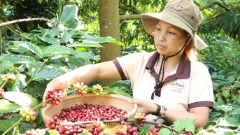 Thực hiện hiệu quả các quy định hỗ trợ phát triển sản xuất