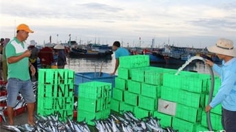 Ngư dân huyện Ninh Hải vào vụ cá Nam
