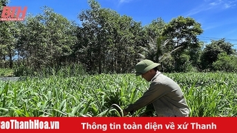 Các huyện miền núi tăng cường phòng chống đói, rét cho vật nuôi