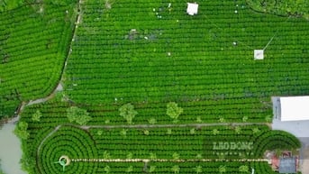 Vườn chè cổ trăm tuổi giữa vùng Đệ nhất danh trà Thái Nguyên