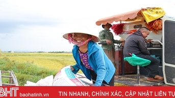 Nông dân Hà Tĩnh phấn khởi xuống đồng thu hoạch lúa hè thu