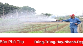 Làng hoa Tiên Du hối hả vào vụ Tết