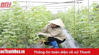 Mở rộng diện tích liên kết sản xuất nông sản vụ đông