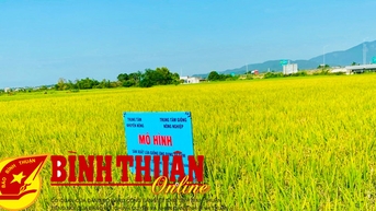 Hiệu quả kinh tế từ ứng dụng phương pháp sạ cụm trên lúa