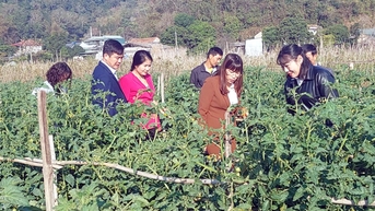 Nhân rộng mô hình liên kết sản xuất vụ đông