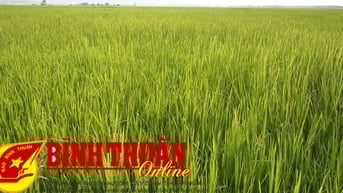 Lúa lẫn tấn công cây lúa vụ đông xuân