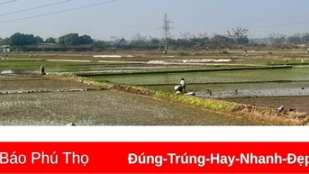 Tập trung triển khai sản xuất lúa vụ Xuân 2025