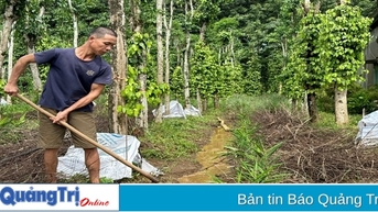 Trên 3 ha cây hồ tiêu ở xã Gio An bị ngập úng do xuất hiện nhiều mạch nước mội