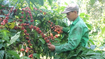 Triển khai các giải pháp thích ứng với Quy định không gây mất rừng của EU