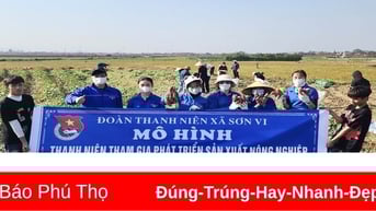 “Trái ngọt” từ bàn tay thanh niên