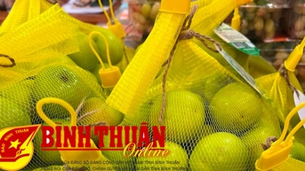 Tuy Phong: Táo Phong Phú và Nho Hồng Nhật được công nhận sản phẩm OCOP 3 sao