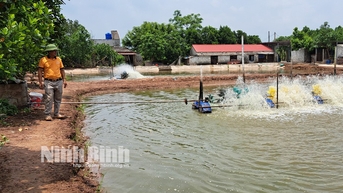 Thu lãi mỗi năm từ 500 600 triệu đồng từ nuôi tôm