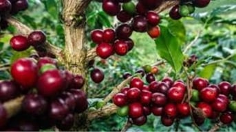 Giá cà phê tiếp tục tăng sát mốc 126.000 đồng/kg
