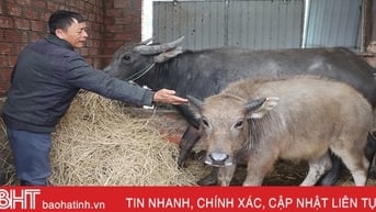 Hà Tĩnh chủ động bảo vệ đàn vật nuôi trong giá rét