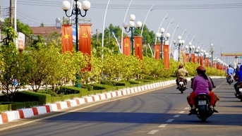 Đường hoa mai dài 6,4km được cấp bằng kỷ lục Việt Nam