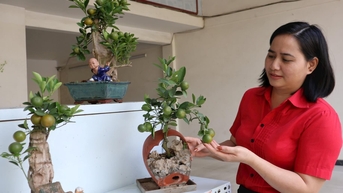 Quất bonsai loại nhỏ đọ dáng trước Tết