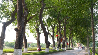 Xanh mướt hàng xà cừ cổ thụ đường vào quê Bác