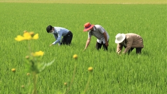 Giá lúa tăng 100 đồng/kg, thị trường gạo giá tăng nhẹ