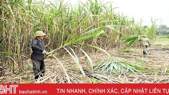 Nỗ lực xây dựng mật mía truyền thống thành sản phẩm OCOP