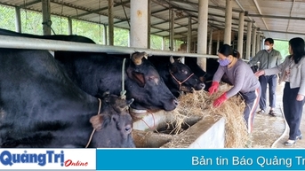 Tỉnh Quảng Trị phấn đấu đến năm 2030 đáp ứng tối thiểu 60% nhu cầu các loại giống vật nuôi