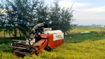 កសិករ Hai Duong បានបញ្ចប់ការប្រមូលផលស្រូវរដូវរដូវរងាមុនថ្ងៃទី ២០ ខែមិថុនា