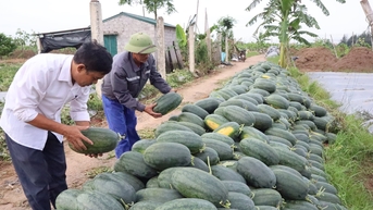 Dưa hấu giống mới BO 21 cho năng suất cao