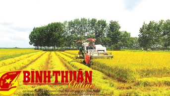 Phát triển vùng sản xuất lúa thương phẩm tập trung, chất lượng cao