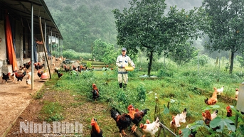 Chủ động phòng, chống dịch bệnh trên gia súc, gia cầm