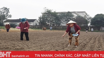 Nông dân Lộc Hà “gác” tết vì mục tiêu 2.468 tấn lạc xuân