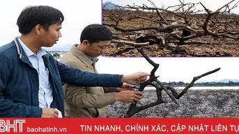 ការ​លំបាក​ក្នុង​ការ​បង្កើត​ឡើងវិញ​នូវ​ព្រៃ​កោងកាង​ចំនួន ៤៣ ហិកតា​នៅ​ខេត្ត Ha Tinh