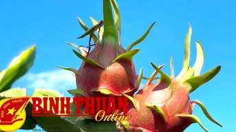 ផ្លែស្រកានាគ Binh Thuan រីកដុះដាលពី "និន្នាការ"?