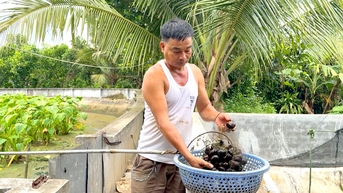 Mục sở thị trang trại nuôi ốc nhồi lớn nhất huyện Tứ Kỳ